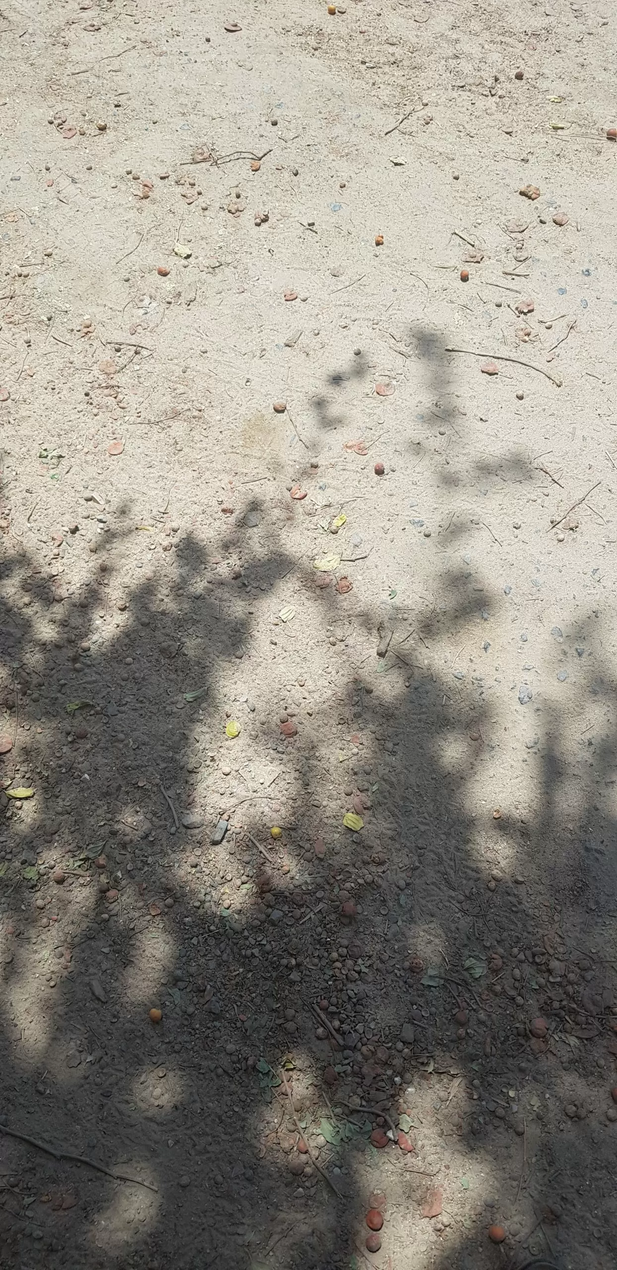 للايجار اسطبل بالجهراء