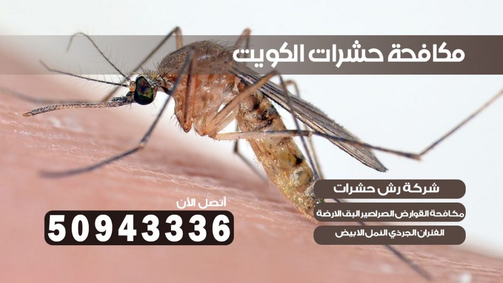 شركه حشرات سلوى