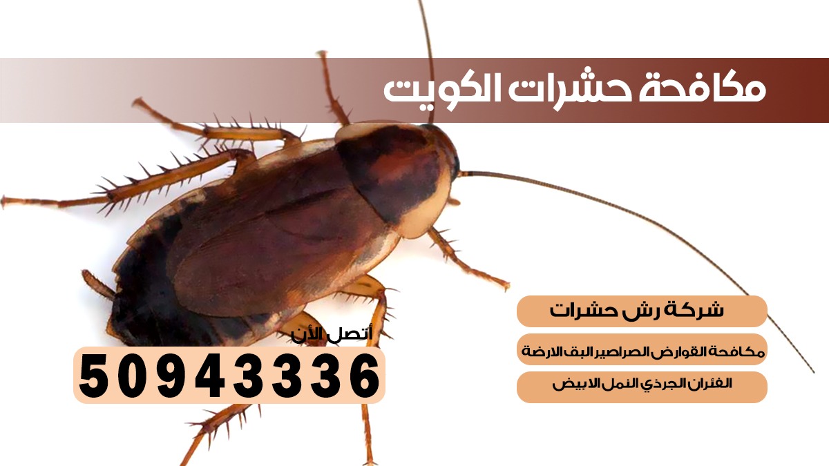 مكافحة الصراصير العاصمة