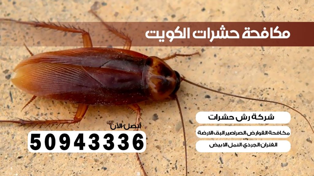 ابادة حشرات الفحيحيل الكويت