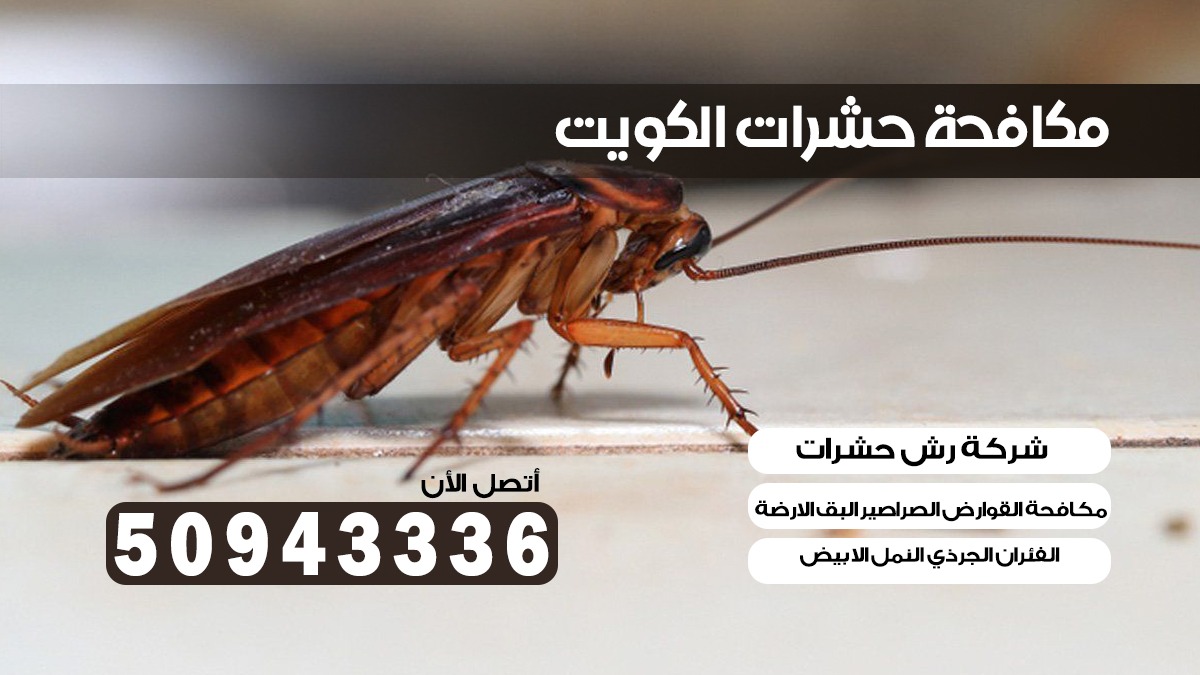 شركة حشرات جنوب الجهراء