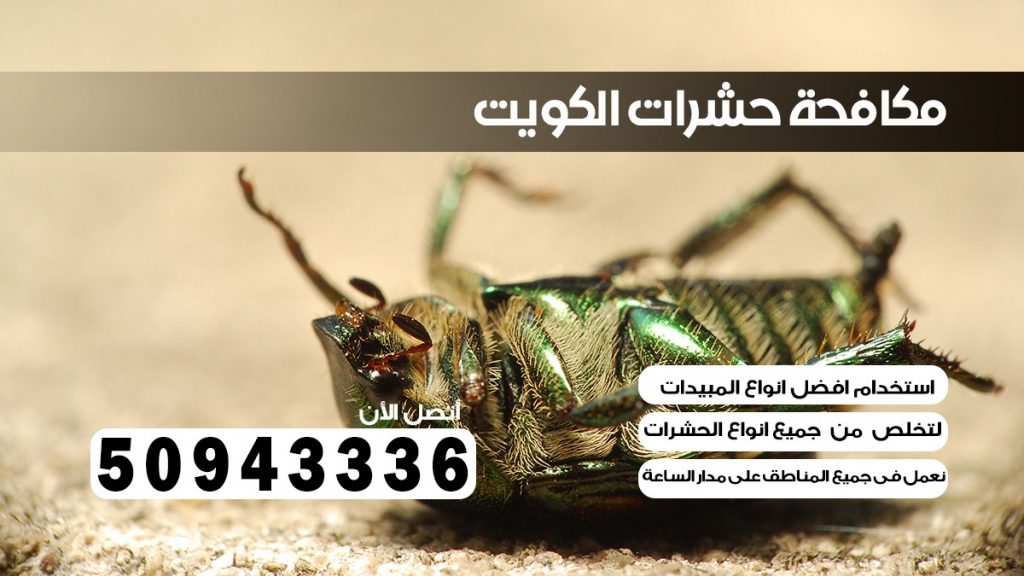شركة حشرات حولي بلكويت