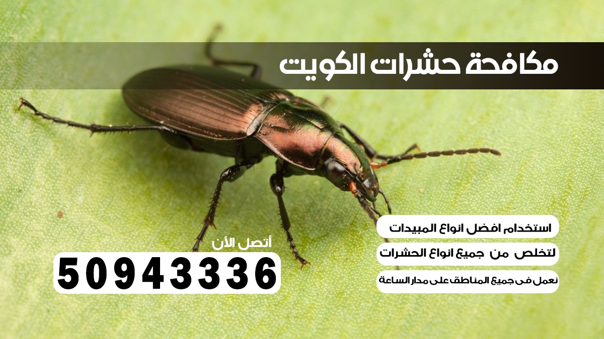 مكافحة بق الفراش العمرية